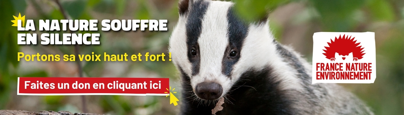 Image de blaireau avec pour message : la nature souffre en silence, portons sa voix heut et fort. Faites un don en cliquant ici