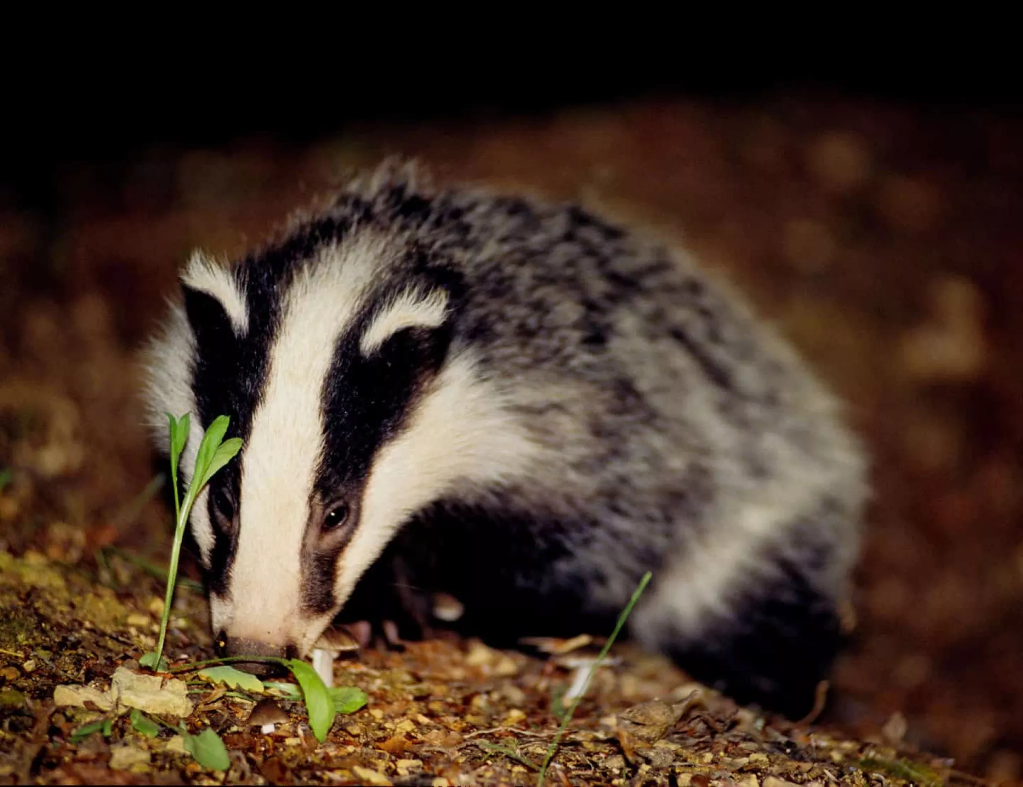 Crédit : Denis Richard Blackbourn