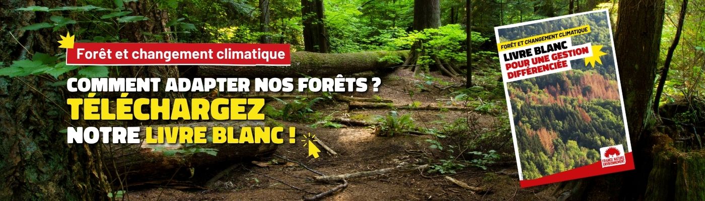 Cliquez ici pour retrouver notre livret blanc sur l'adaptation des forêts au changement climatique