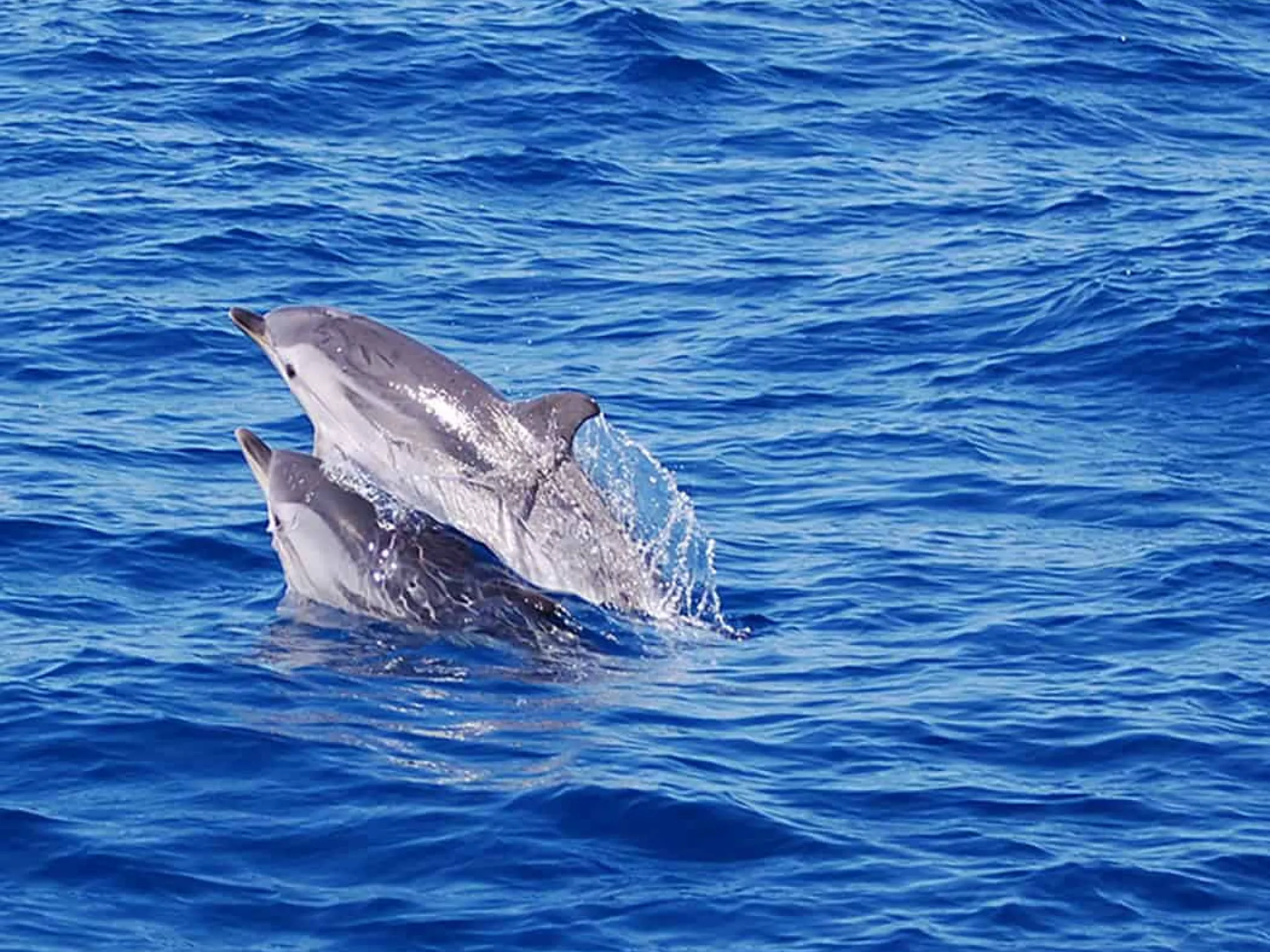 dossier nage dauphins cétacés