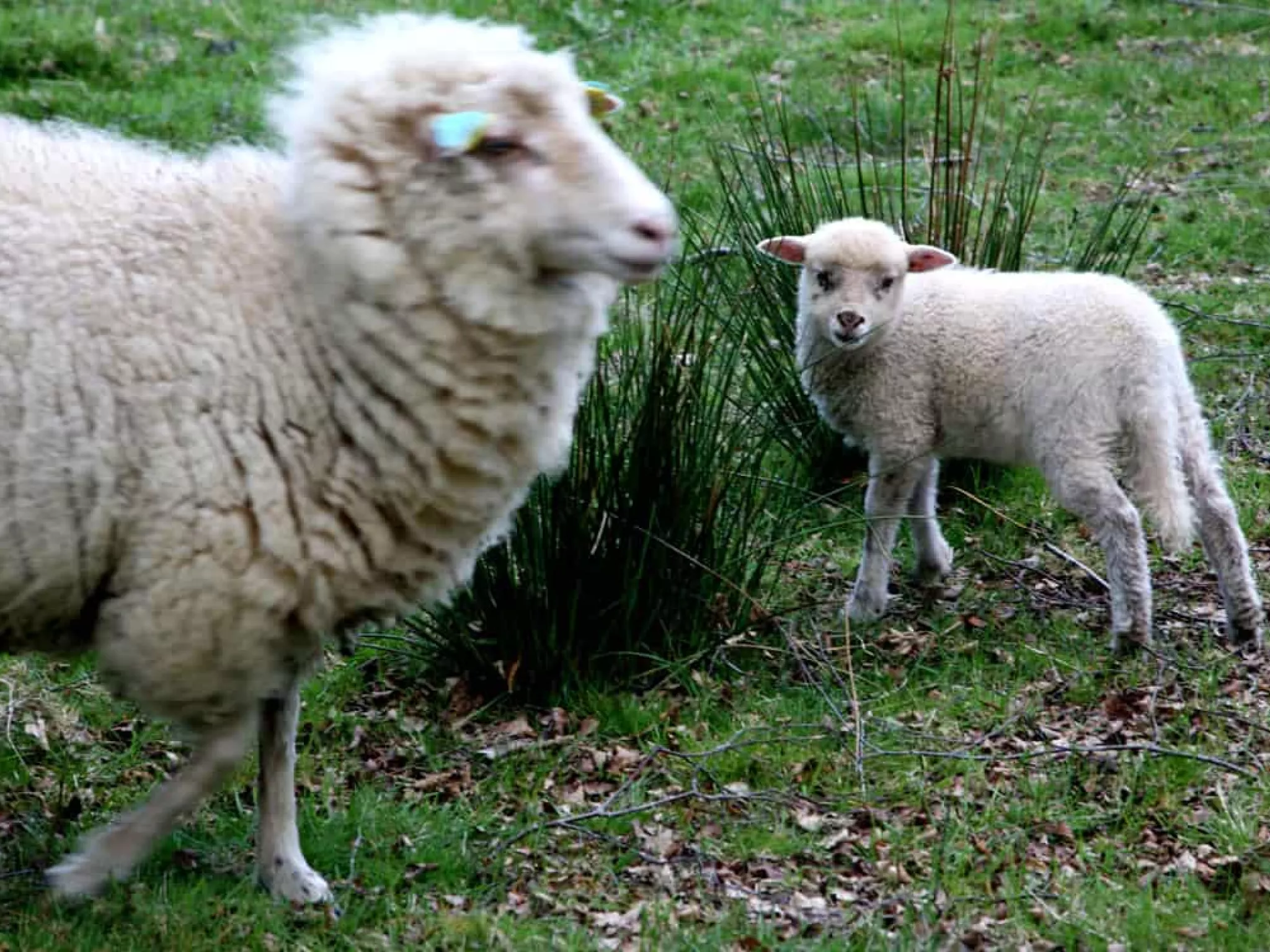 dossier souffrance animale moutons