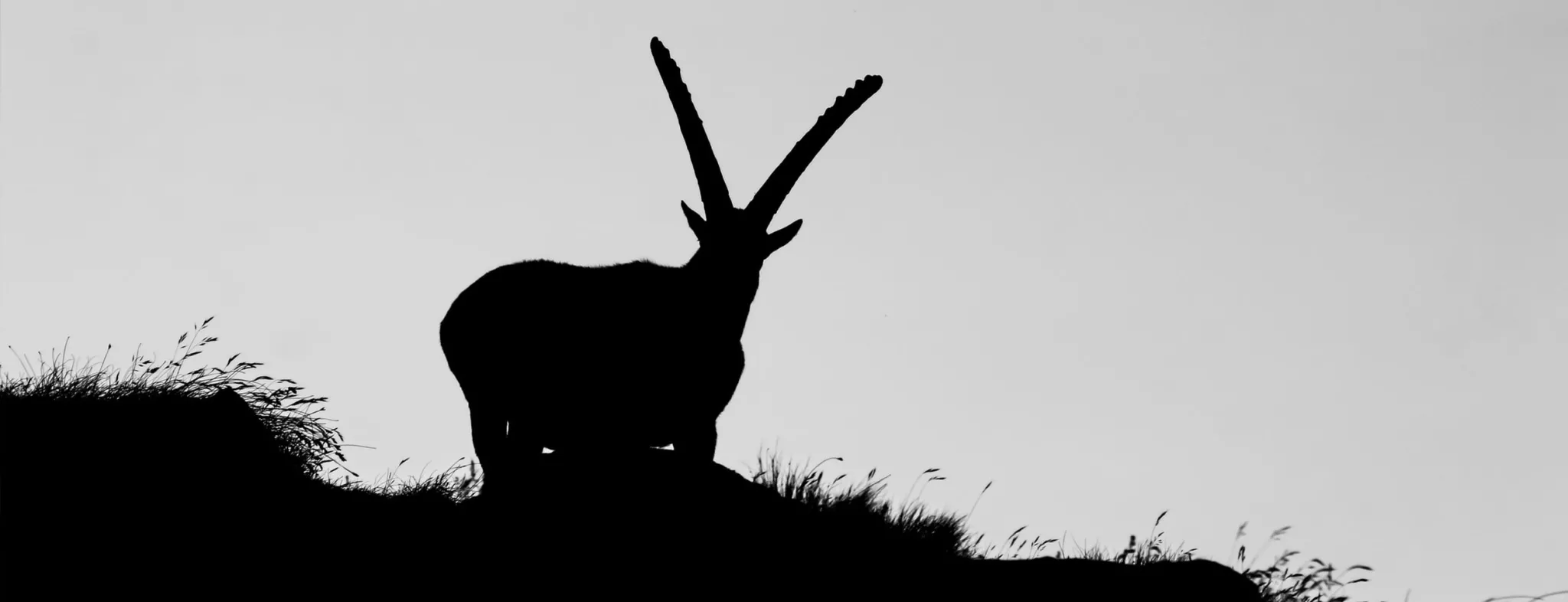 Crédit - Baptiste - Unsplash bouquetins_bargy_2022