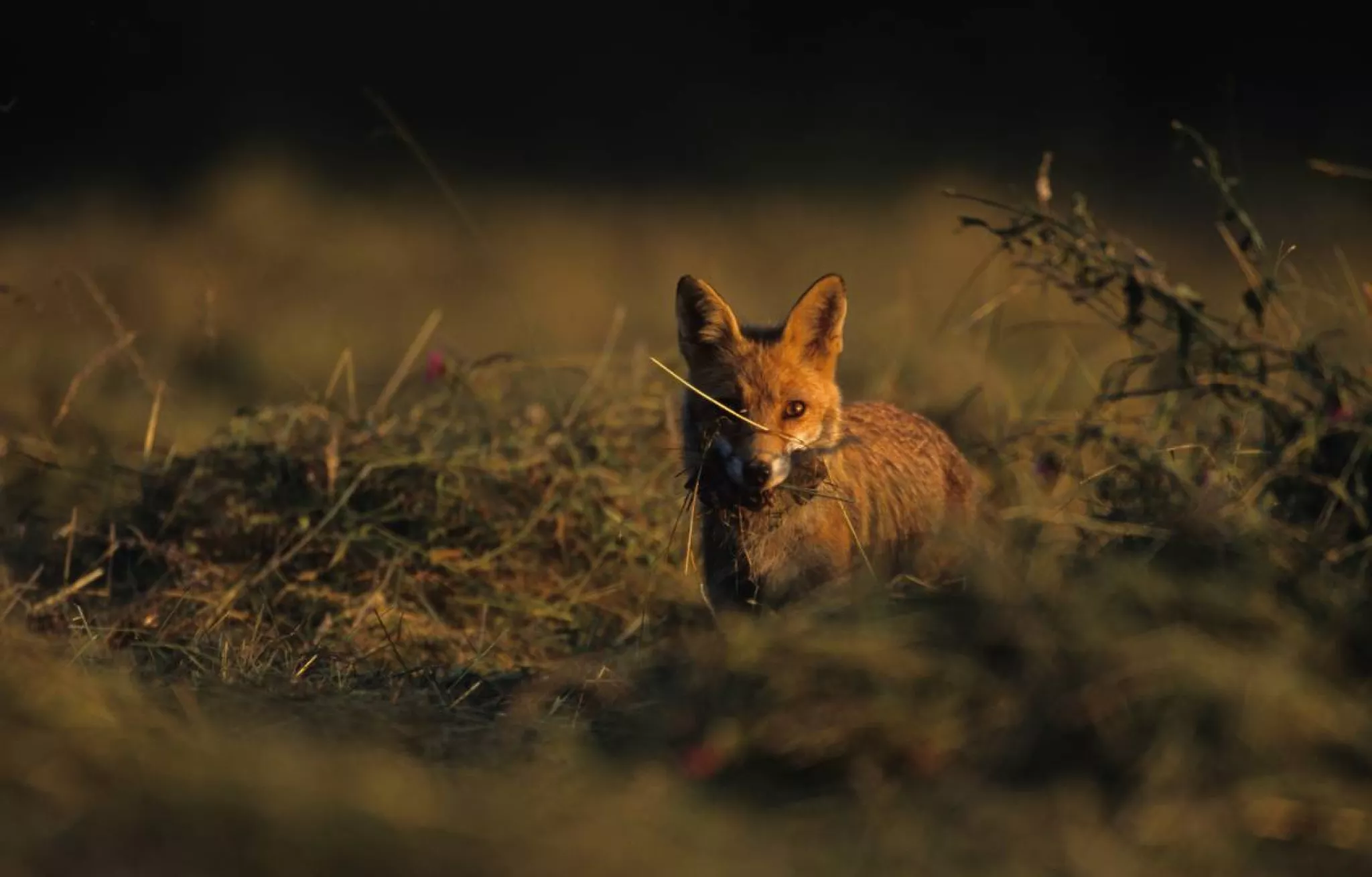 Crédit : DR Blackbourn