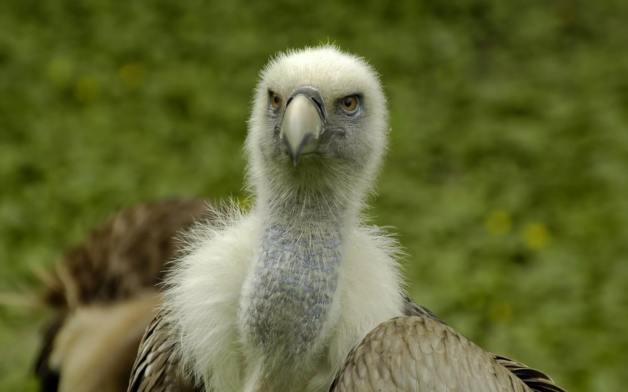 Vautour fauve - Crédit : Nicolas Buhrel