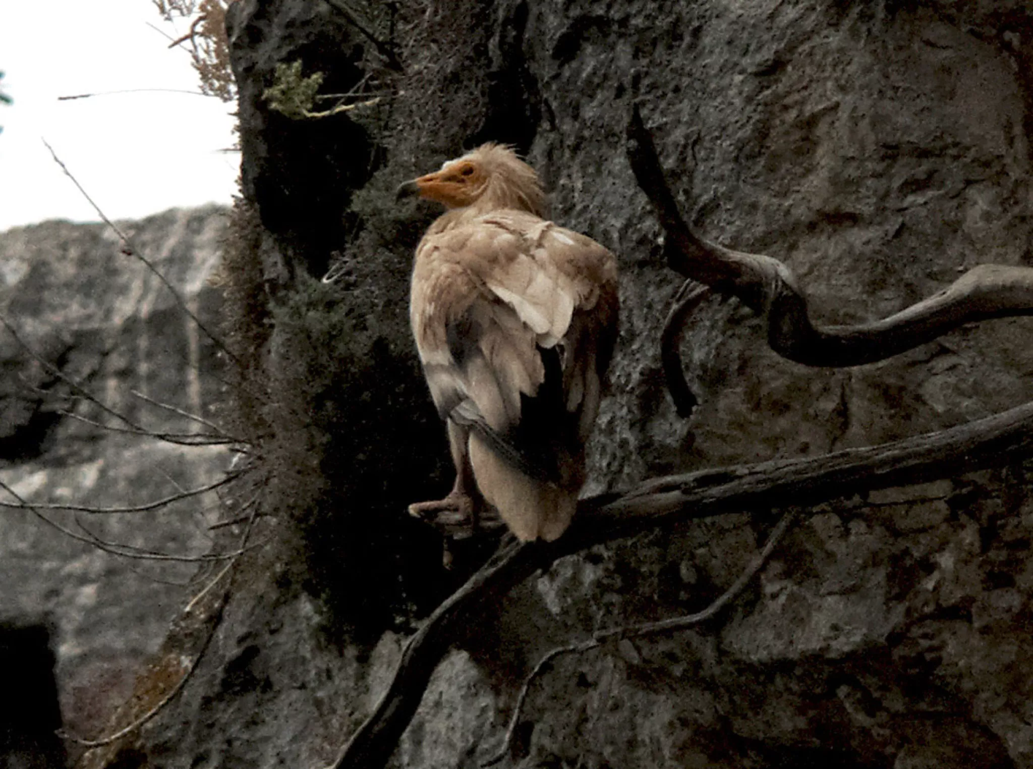 Vautour percnoptère - Crédit : Vadim Heuacker