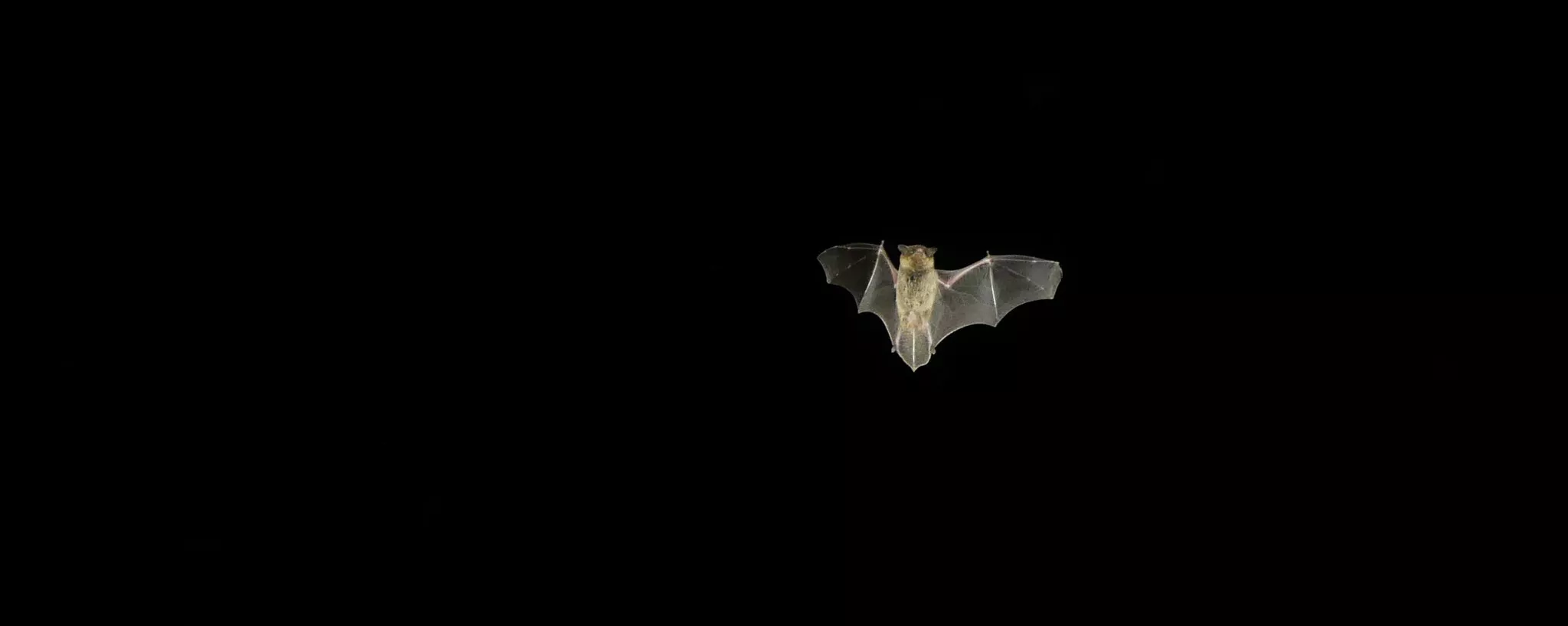 pipistrelle en vol