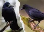 De gauche à droite : corbeau freux, corneille noire Photo de corbeau et corneille noire