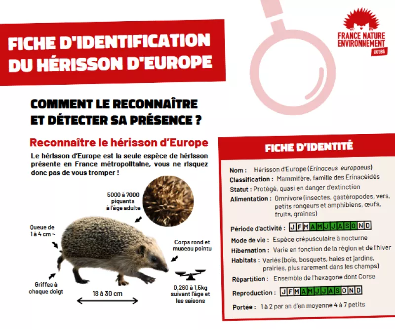 Fiche d'identification du hérisson Fiche d'identification du hérisson
