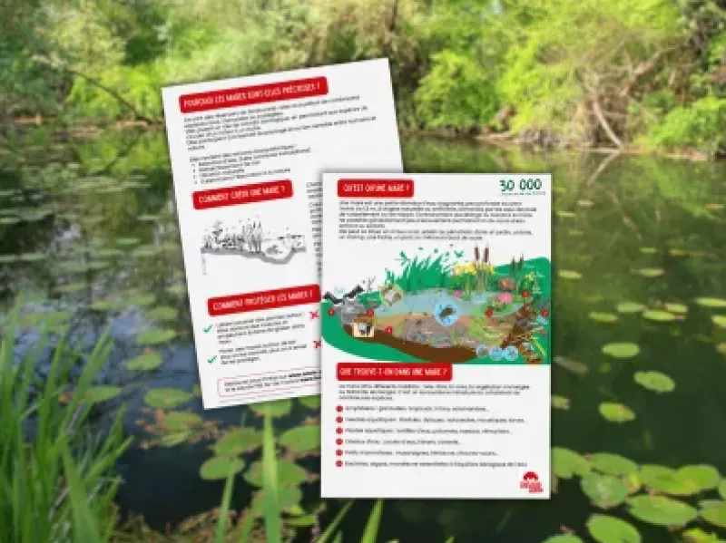 Les mares, des trésors à protéger !